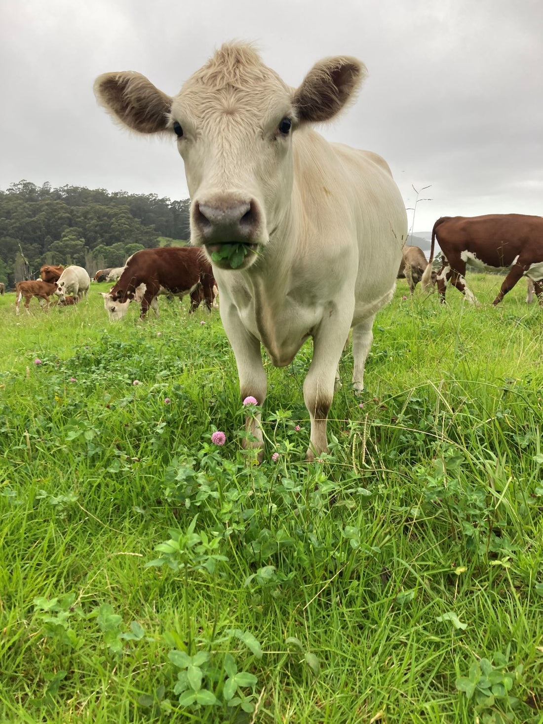 How we mimic nature at Caluga Farm and what that means for our livestock and our ecosystem